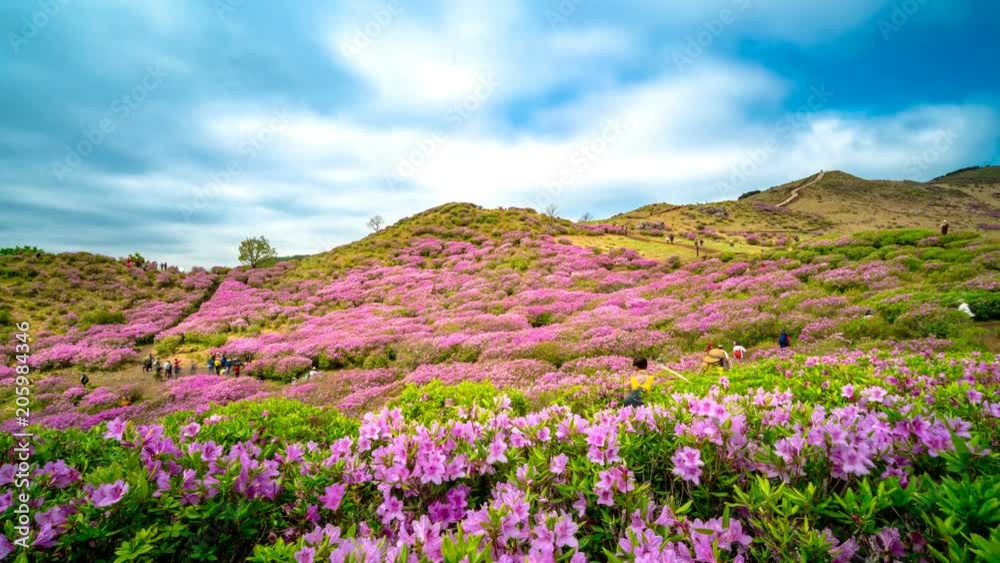 Hwangmaesan Royal Azalea Festival, Time lapse. Hwangmaesan Royal Azalea Festival, Time lapse.
