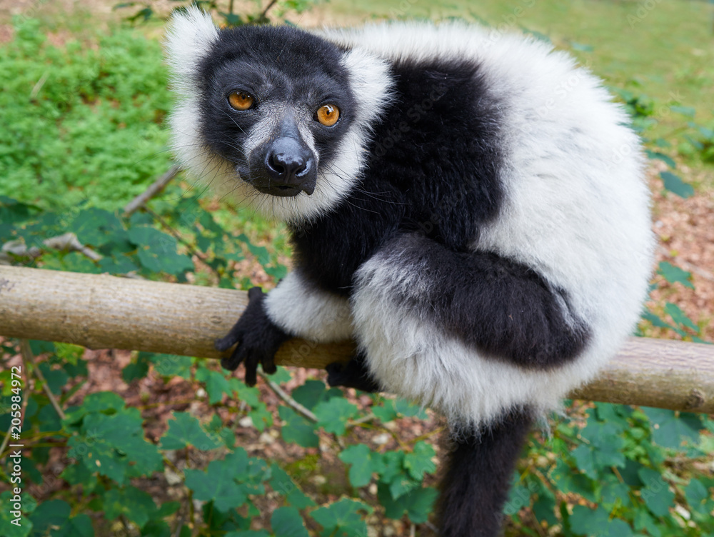 Obraz premium ruffed lemur from Madagascar portrait