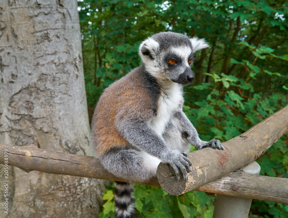 Obraz premium Ring tailed lemur outdoor forest