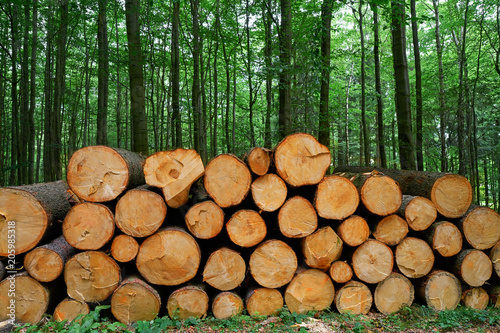 Wooden logs stacked in Harz mountains Germany