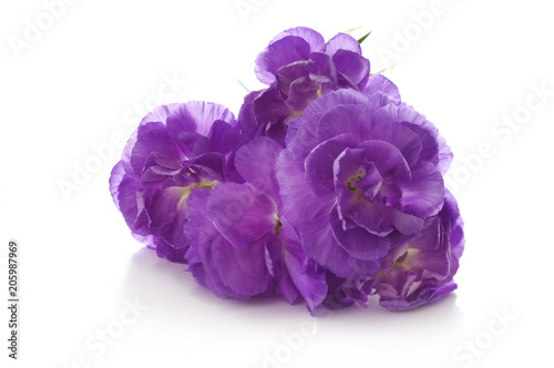 floral background of purple carnations