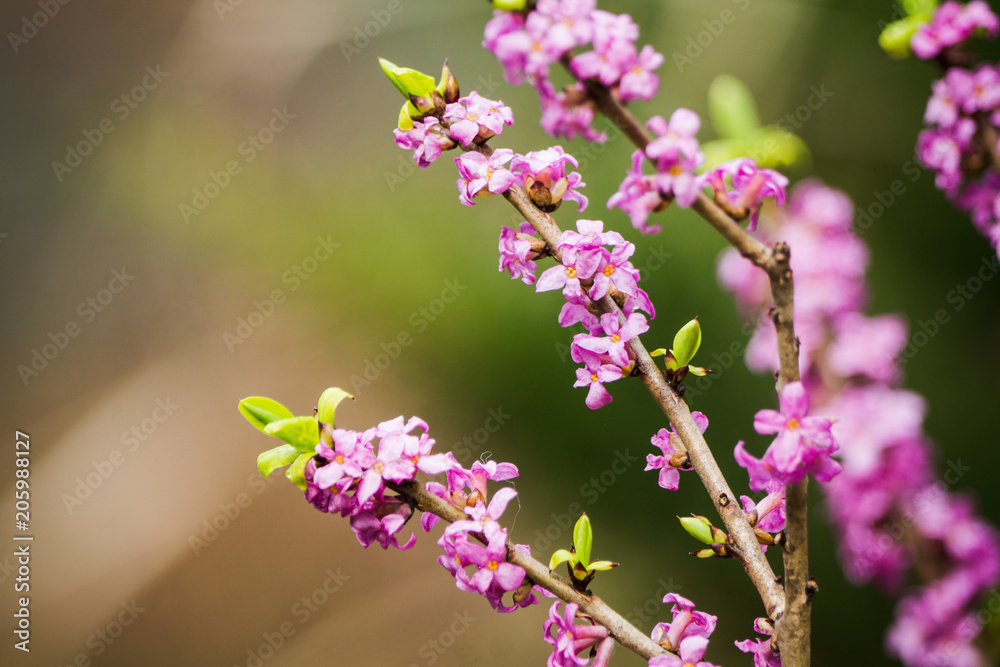 Rhododendron blossoming in the forest. Selective focus. Shallow depth of field. Rhododendron blossoming in the forest. Selective focus. Shallow depth of field.