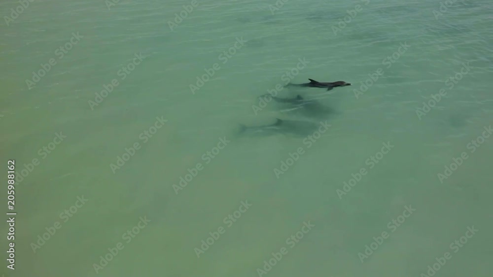 A birds eye view shot of dolphins swimming under the water. Camera tracks the movement of the dolphin