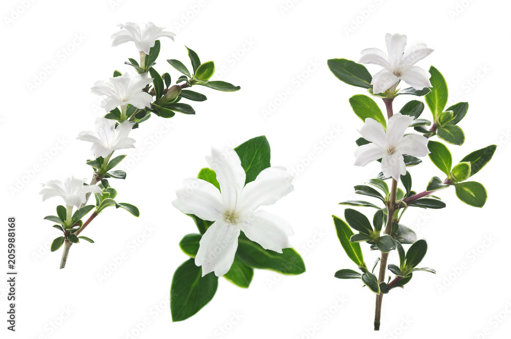 Obraz premium flowers of serissa on a white background