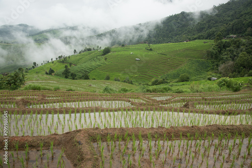 Beautiful scenery during of the Pa Pong Piang rice terraces(paddy field) at Mae-Jam,Chaingmai Province in Thailand.