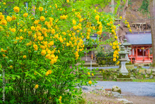 京都 松尾大社の山吹