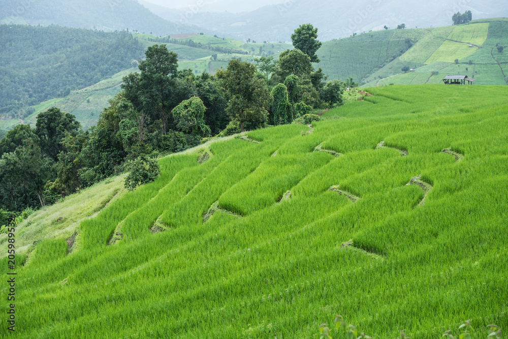 Beautiful scenery during of the Pa Pong Piang rice terraces(paddy field) at Mae-Jam,Chaingmai Province in Thailand. Beautiful scenery during of the Pa Pong Piang rice terraces(paddy field) at Mae-Jam,Chaingmai Province in Thailand.
