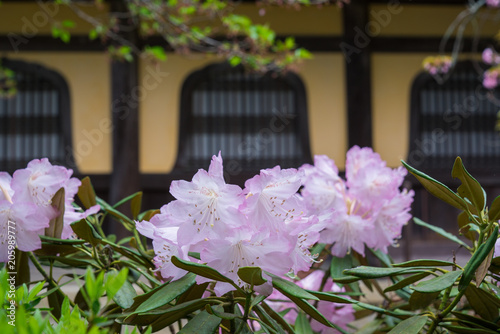 京都　南禅寺のシャクナゲの花 photo