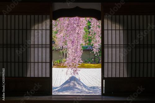 Photography 京都　高台寺の枝垂れ桜