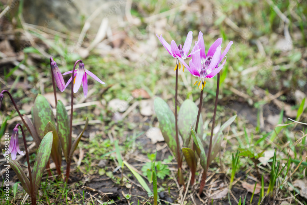 Siberian fawn lily (Erythronium sibiricum). Selective focus. Siberian fawn lily (Erythronium sibiricum). Selective focus.