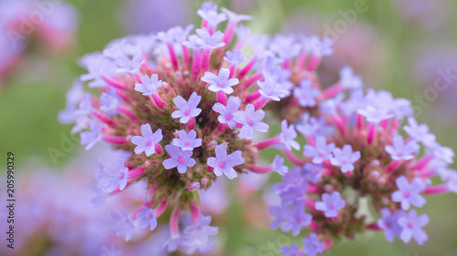 Small purple flower in the garden