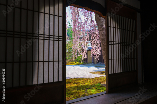 京都 高台寺の枝垂れ桜
