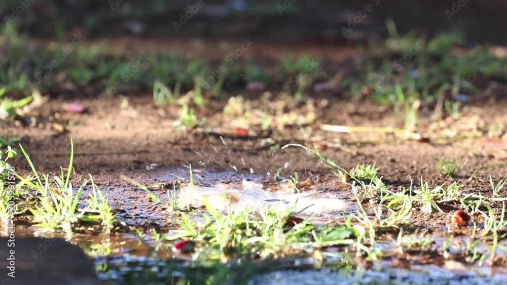 Close up of a ground sprinkler as it pops up and waters a muddy area with some grass and then stops. Close up of a ground sprinkler as it pops up and waters a muddy area with some grass and then stops.