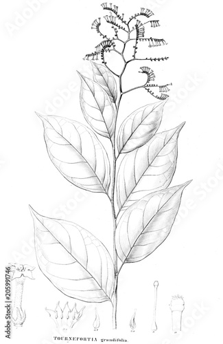 Illustration of plant © ruskpp