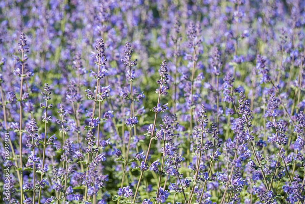 lavender field background