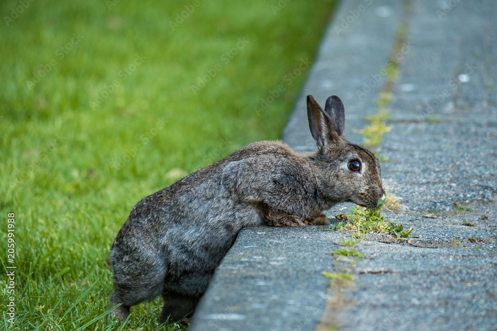 Fototapeta premium grey rabbit eating roadside flower under the shade