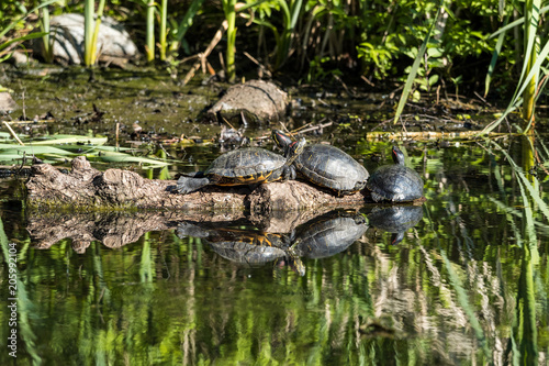 three turtles sun bathing in the pond on a wood