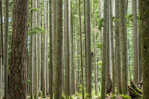 cedar trees filled forest background