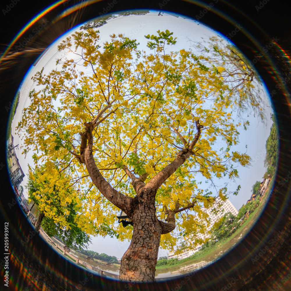 Circular fisheye view of Golden Shower Tree (Cassia fistula) with lens ...