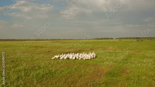 Aerial view of geese running along the field 4k