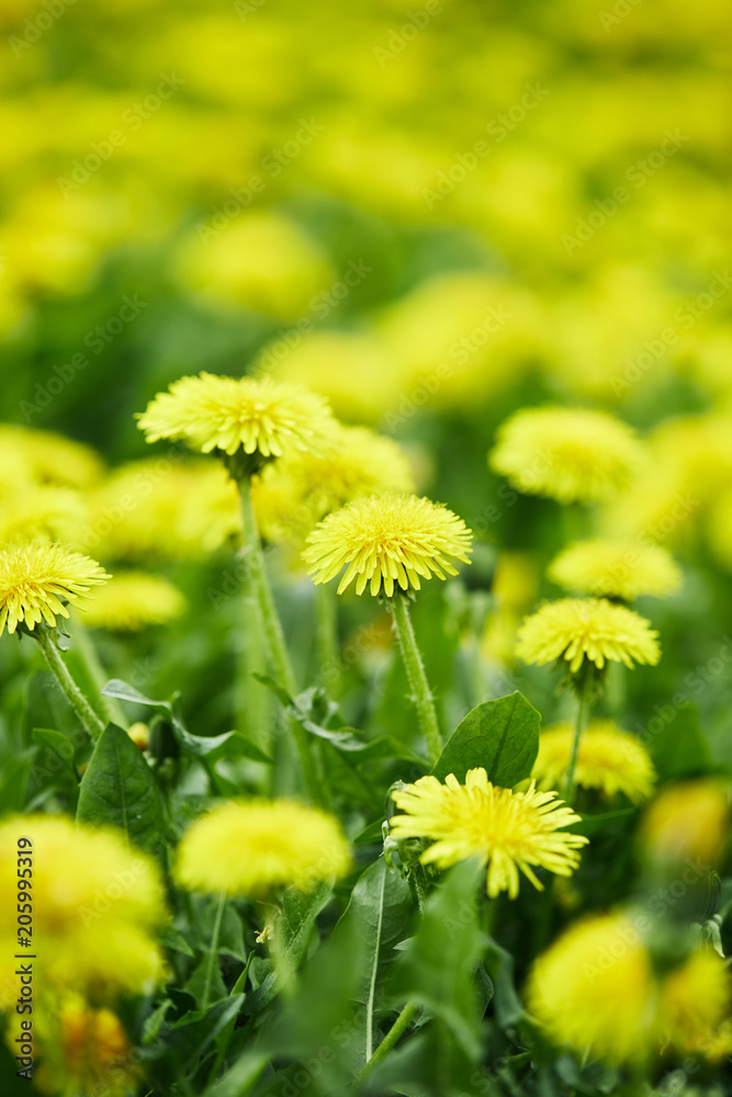 close-up shot of yellow dandelion flowers on meadow close-up shot of yellow dandelion flowers on meadow
