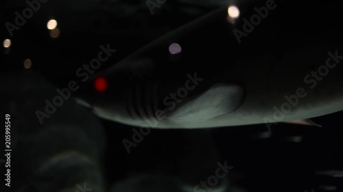 Underwater close up of sand tiger shark face and teeth as it swims towards camera and then off into the water photo