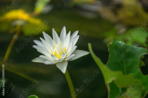 White lotus flower