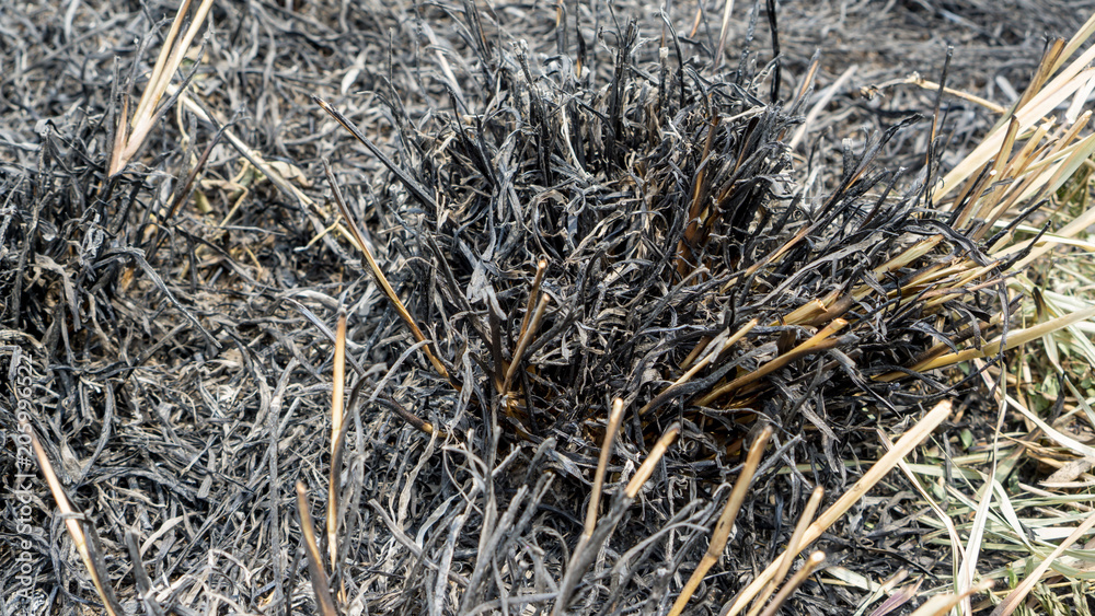 Closed up burnt grass land after religious worship at tomb for dry nature texture Closed up burnt grass land after religious worship at tomb for dry nature texture