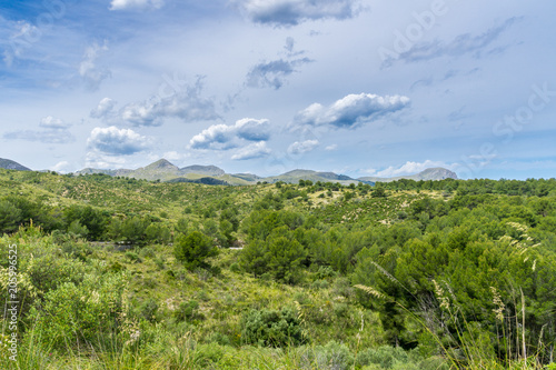 Mallorca, Intense green ground covering and trees on nature mountain landscape on spanish holiday island