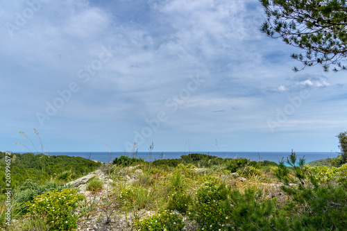 Mallorca, Blue sea horizon behind green ground vegetation and conifer tree at holiday island coast near Cala Torta