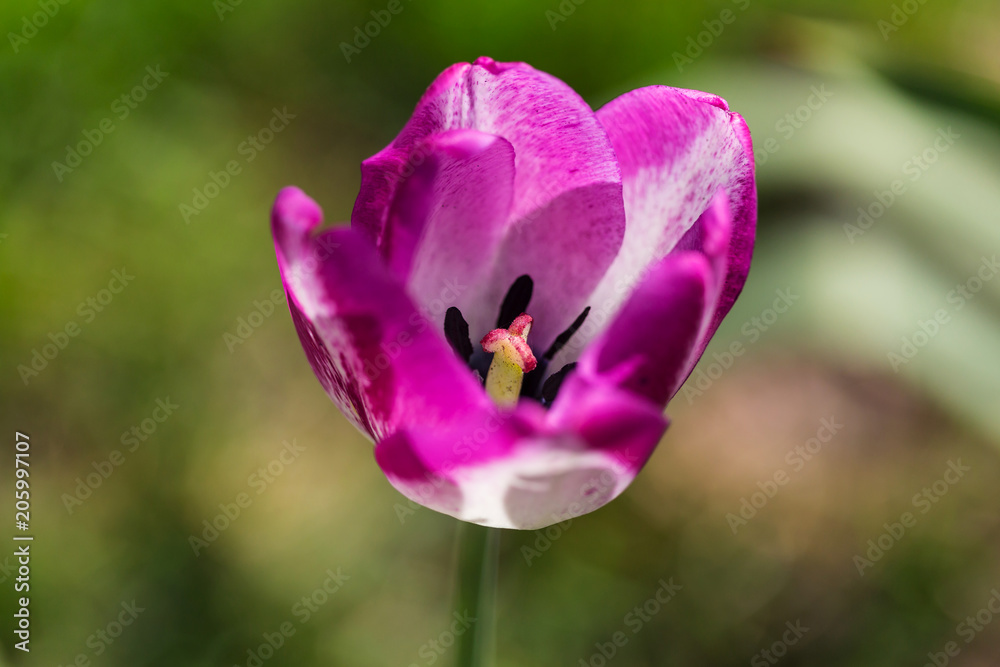 Fototapeta premium Tulip