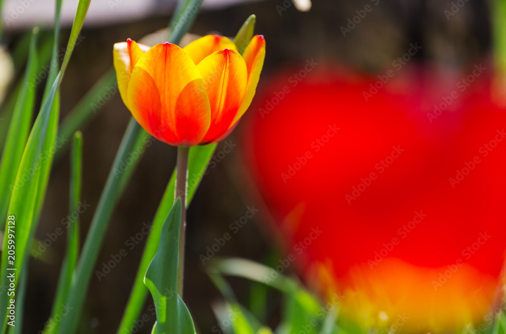 Tulip Tulip