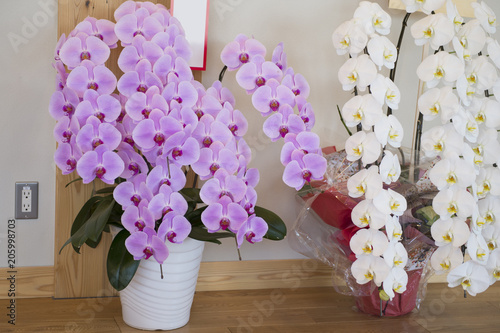 Fototapeta Naklejka Na Ścianę i Meble -  胡蝶蘭