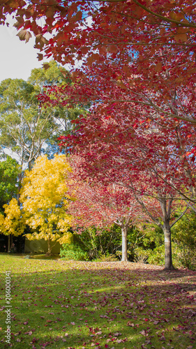the Colours of Autumn leaves in a park