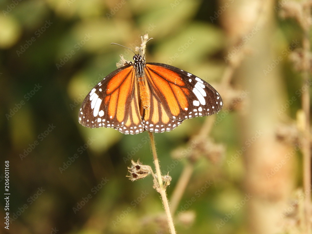 beautiful Monarch Butterfly also called as Danaus plexippus or Nymphalidae with blurred background beautiful Monarch Butterfly also called as Danaus plexippus or Nymphalidae with blurred background