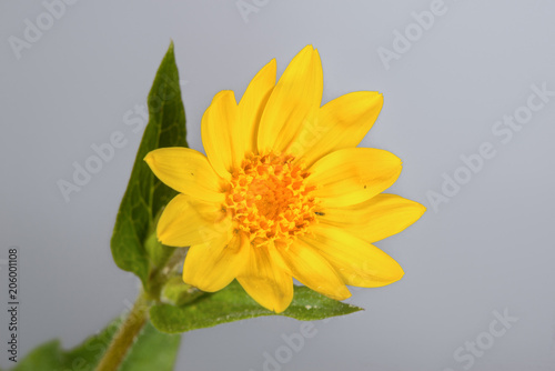 Arnica Flower - Close-Up - Heart Leaved Arnica