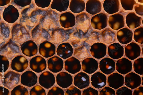 Bee honeycombs texture