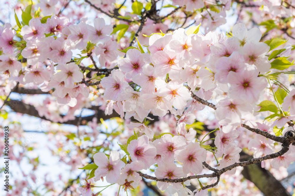 京都の春の風景　鴨川沿いの桜　京都　日本