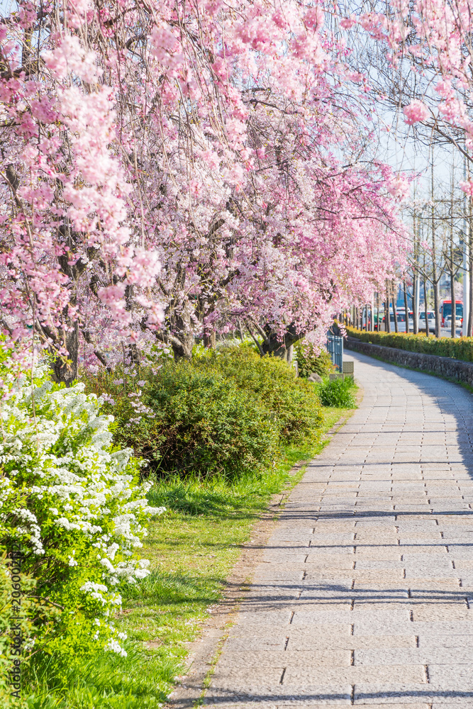 京都の春の風景　鴨川沿いの桜　京都　日本