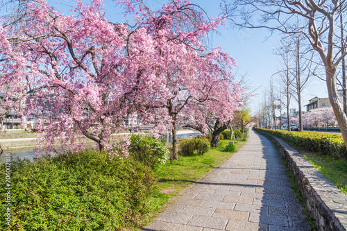 京都の春の風景　鴨川沿いの桜　京都　日本
