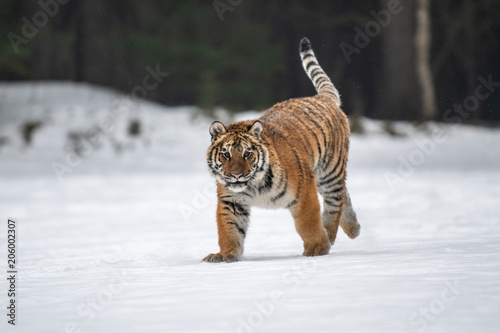 Siberian Tiger in the snow (Panthera tigris) © vaclav