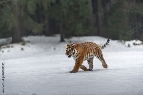 Siberian Tiger in the snow (Panthera tigris) © vaclav