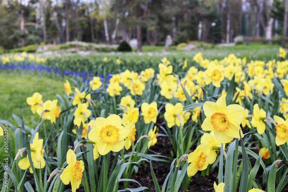 Fototapeta premium Flower bed with daffodils in city park.