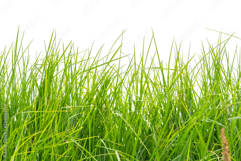 Fototapeta premium herbe
