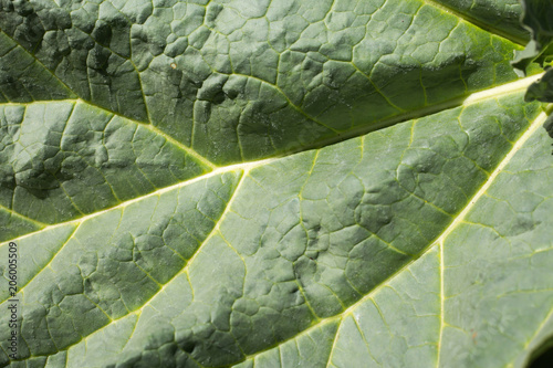 Rhubarb leaf green natural background photo