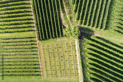 Vineyards view from above with drone. Agriculture in Valtellina photo