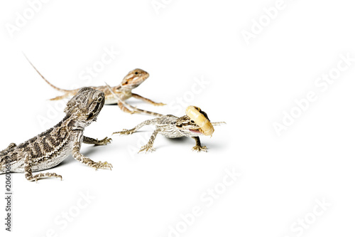 Agama. Baby Bearded Dragons and worm on white background.