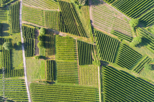 Aerial view of a vineyard