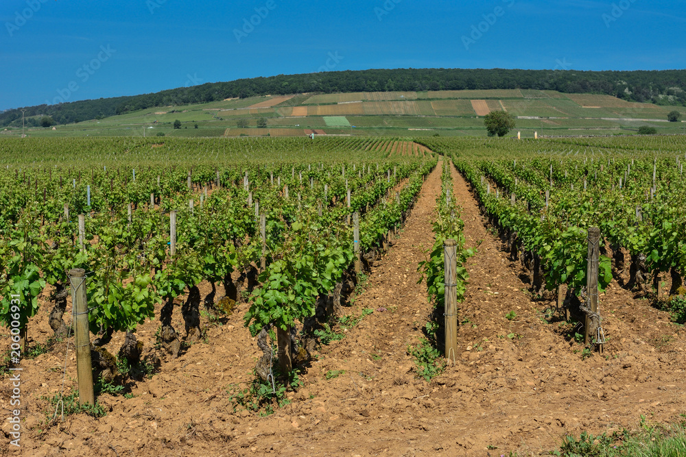 france burgundy wine region vineyards