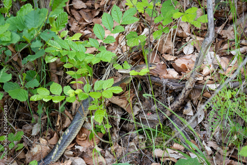 Fototapeta premium Äskulapnatter am Waldboden